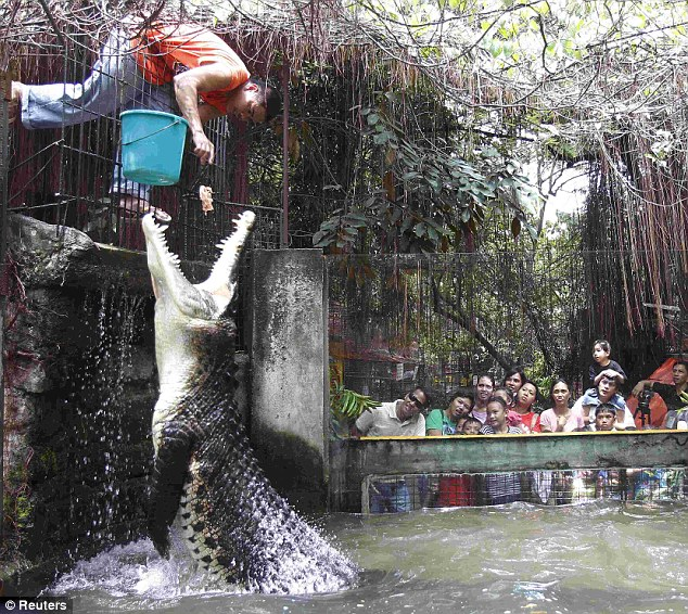 菲律賓鱷魚飼養(yǎng)員“秀”膽量 驚險(xiǎn)投喂吸引眼球