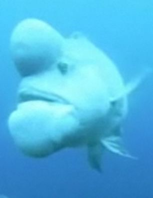 世界最丑魚(yú)現(xiàn)身日本海域？頭上長(zhǎng)大包綽號(hào)“史萊克”