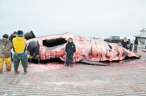 美國一小學(xué)生北冰洋獵殺10米長(zhǎng)巨鯨(圖)