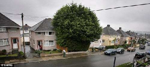 英男子住宅前種“樹(shù)林”高10余米 鄰居們將其告上法庭