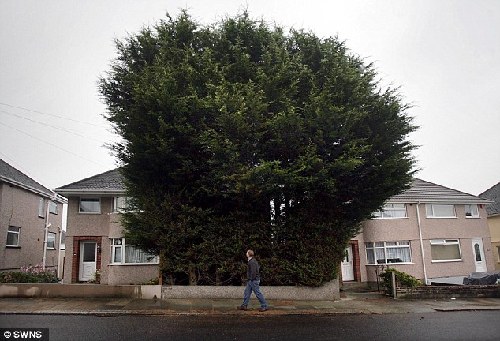 英男子住宅前種“樹(shù)林”高10余米 鄰居們將其告上法庭