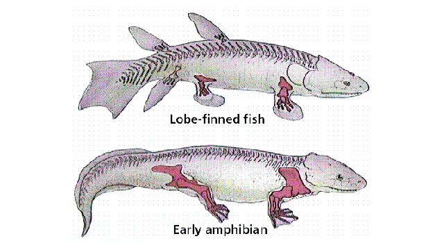 西班牙科學家培育出長“腿”斑馬魚 有望再現進化過程