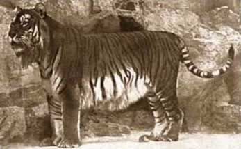 盤點已經(jīng)滅絕的10種動物 有些聞所未聞（圖）