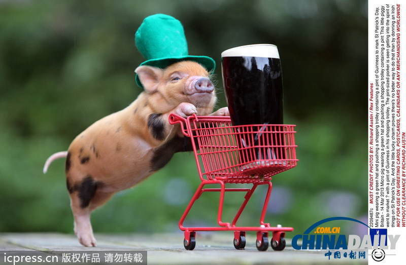 緊隨慕尼黑啤酒節(jié) 盤點(diǎn)動(dòng)物界中酒漢子