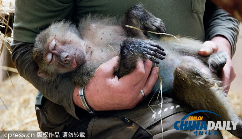 德國(guó)“越獄”狒狒被“抓捕歸案”