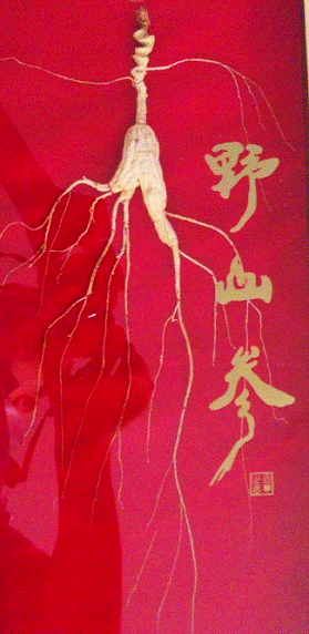 金馬甲發(fā)售野山參，認(rèn)購(gòu)價(jià)千元是否離譜？