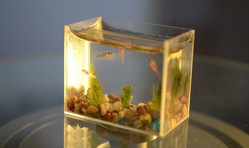 俄大師推出世界最迷你魚(yú)缸 3厘米長(zhǎng)用注射器換水