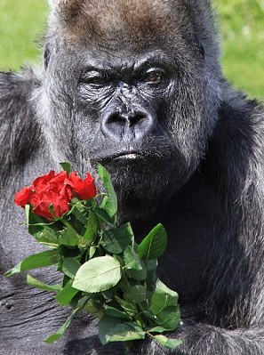 歐洲最老猩猩不喜浪漫 過(guò)50歲生日狂吃蛋糕丟棄鮮花