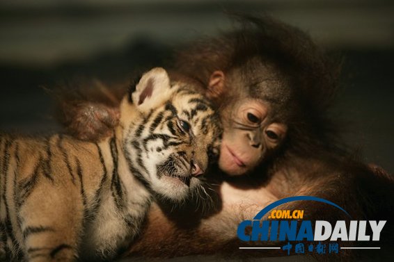 治愈系組圖:可愛動物們的跨物種感情