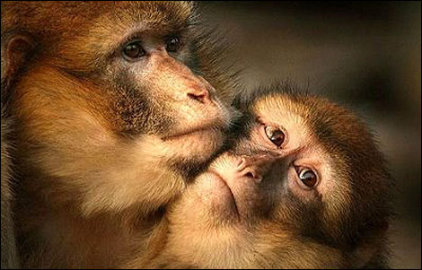 動物戀愛時分