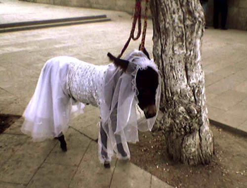 動物搞怪圖