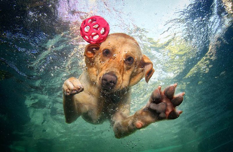 寵物犬入水銜球秀真實(shí)版“狗刨” 呲牙咧嘴妙趣橫生