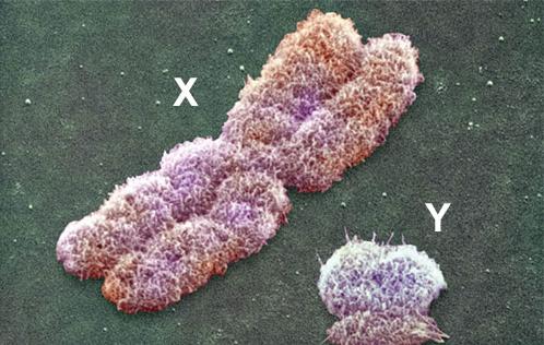 美最新研究：Y染色體衰減近乎停滯 男性不會(huì)滅絕