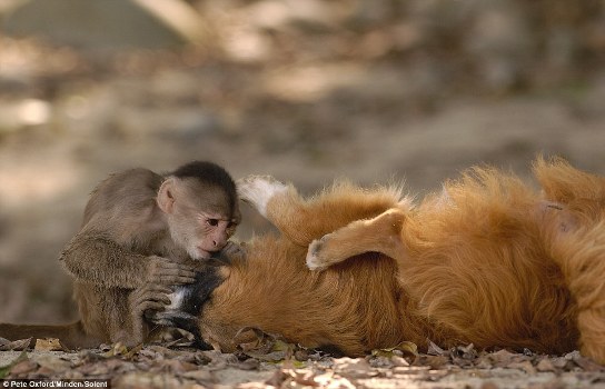 叢林小猴聰明伶俐 給狗當(dāng)“牙醫(yī)”有模有樣