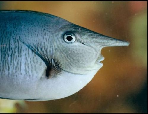 英國“獨角獸”魚長相奇特 可根據(jù)水質變色