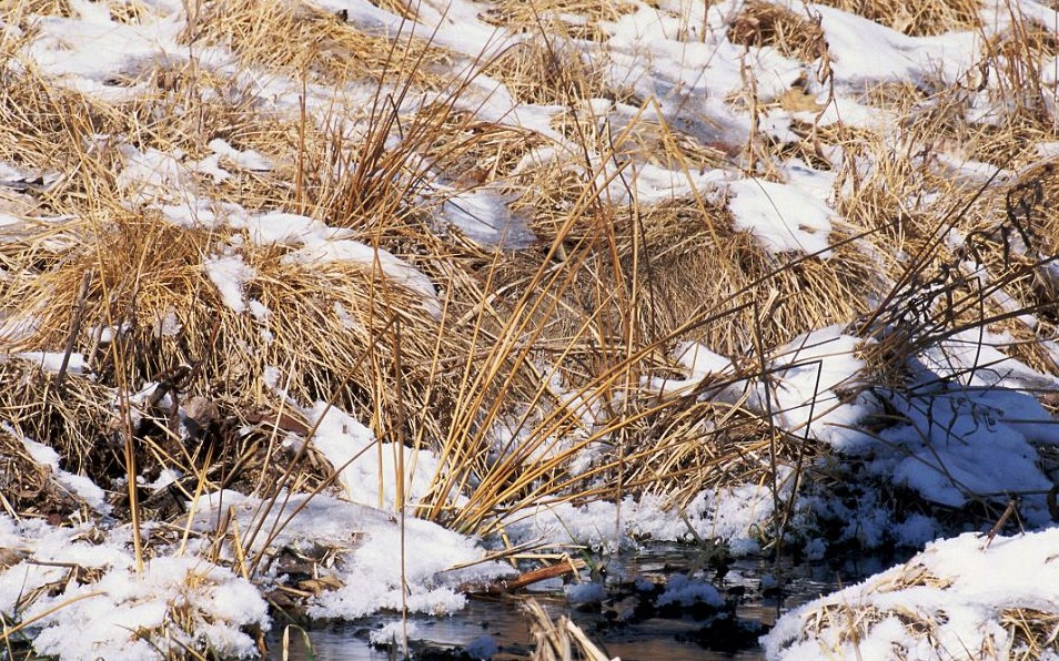 鸚鵡化身樹葉、松雞變身雪堆 美攝影師揭秘動(dòng)物界的易容高手