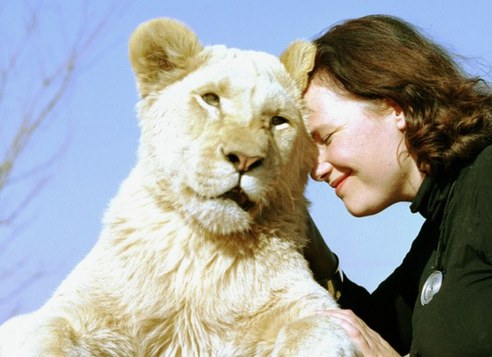 圖：英國美女模特投入畢生精力保護(hù)白獅