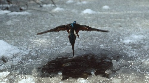 為捕魚翠鳥扎進(jìn)冰層不畏寒 知更鳥偷師學(xué)藝鉆冰窟