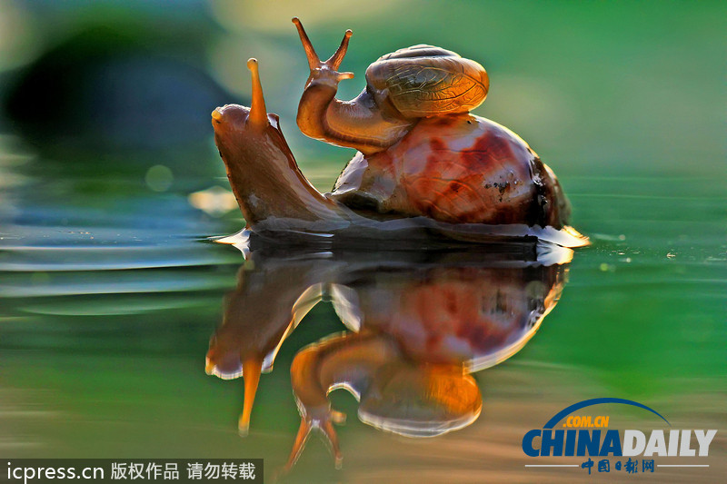 偷懶不分種族 瞧瞧動(dòng)物界的“搭便車”現(xiàn)象