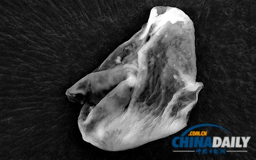 英國(guó)科學(xué)家稱大氣中發(fā)現(xiàn)外星生命惹爭(zhēng)議