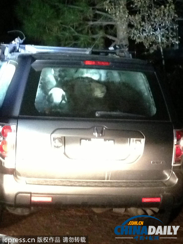 美國(guó)車(chē)主忘鎖車(chē)門(mén) 饑餓熊“乘虛而入”覓食反被鎖