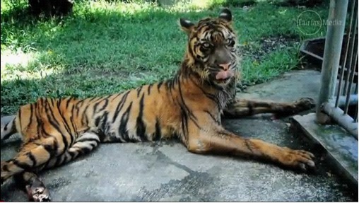 印尼動(dòng)物園再爆丑聞 非洲獅被吊死在籠中