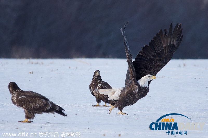 加拿大雪原上演華麗空戰(zhàn)：鷹擊長(zhǎng)空護(hù)“主權(quán)”
