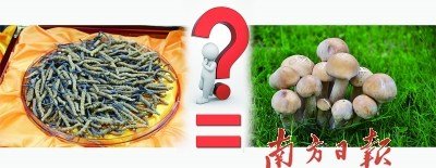蟲(chóng)草價(jià)格已是黃金兩倍 專(zhuān)家稱(chēng)營(yíng)養(yǎng)價(jià)值等于蘑菇