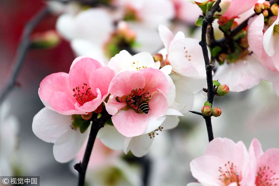 踏青季：春天盛開的9種鮮花 哪一種最美？（組圖）