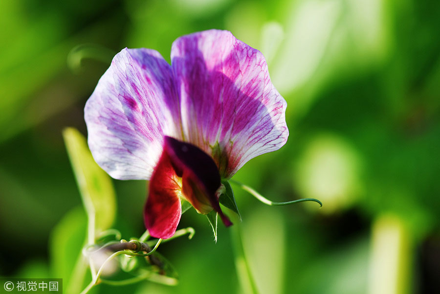 踏青季：春天盛開(kāi)的9種鮮花 哪一種最美？（組圖）