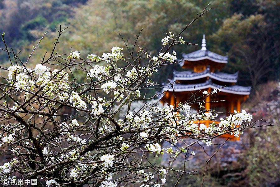踏青季：春天盛開的9種鮮花 哪一種最美？（組圖）