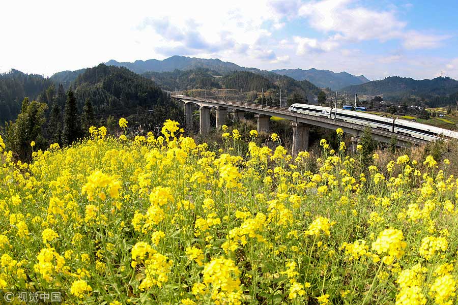 踏青季：春天盛開的9種鮮花 哪一種最美？（組圖）