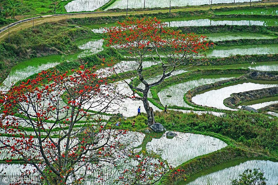 踏青季：春天盛開的9種鮮花 哪一種最美？（組圖）