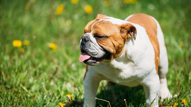 English Bulldog in need of 'new blood' 英國(guó)斗牛犬需通過雜交改善健康