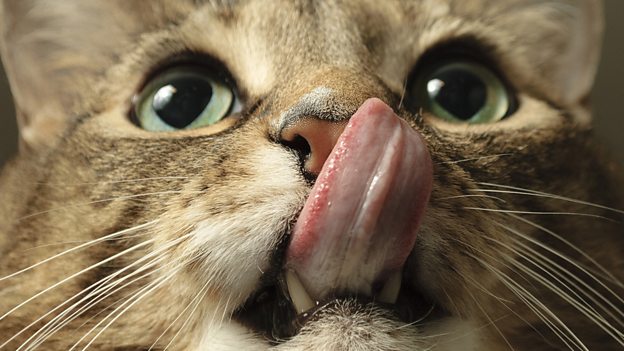 Cat got your tongue? 不吭聲，無言以對