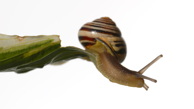 Out on a limb 處于危境、孤立無(wú)援