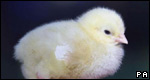 Animals / Idioms 動(dòng)物/成語