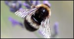 Idioms: Animals 成語：動(dòng)物