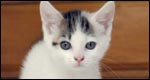 Idioms: Animals 成語：動(dòng)物