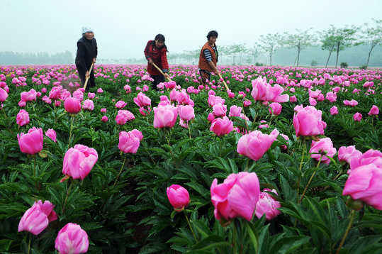 五月，來(lái)亳州看芍花