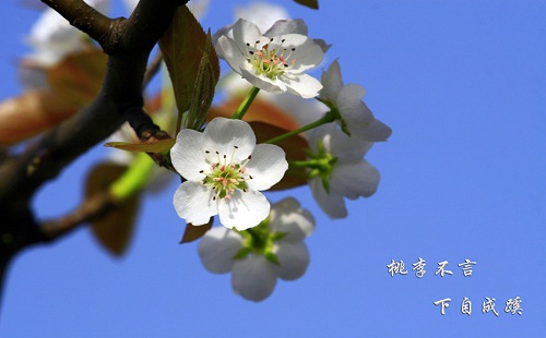 “桃李不言，下自成蹊”