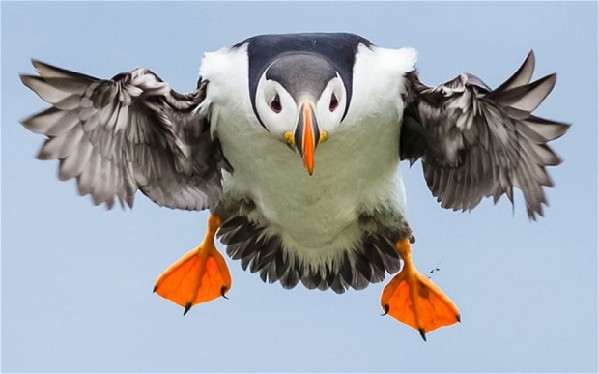 英國(guó)要選國(guó)鳥 翠鳥還是畫眉？