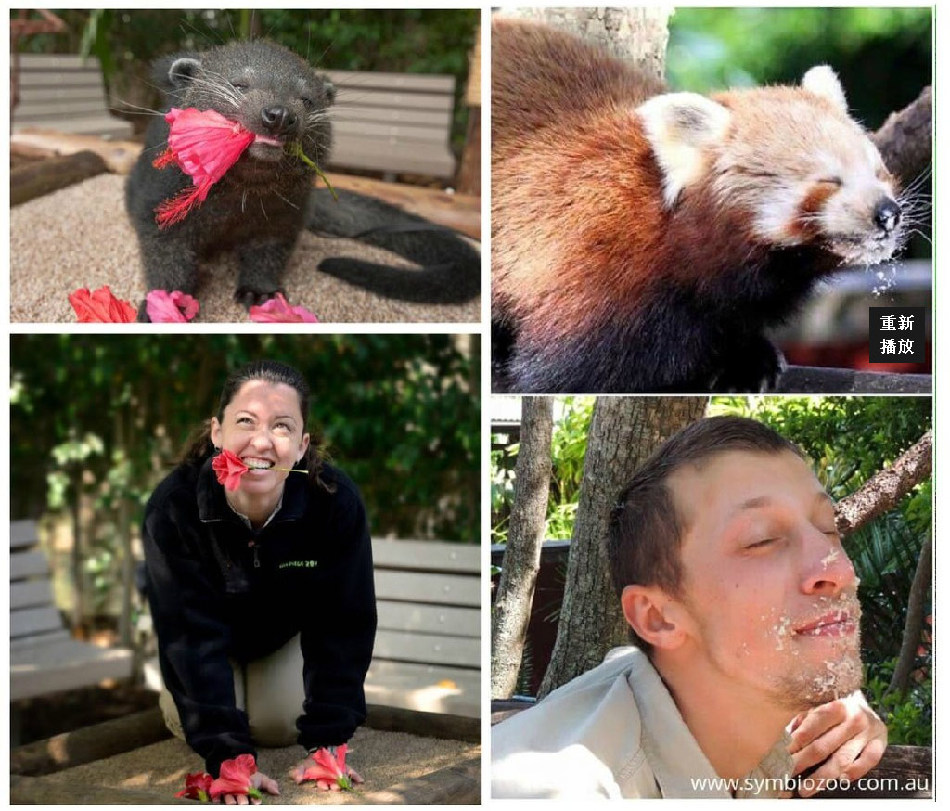 腦洞大開！澳大利亞飼養(yǎng)員模仿動物大賽