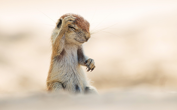 萌翻天！2015最逗比動物圖集