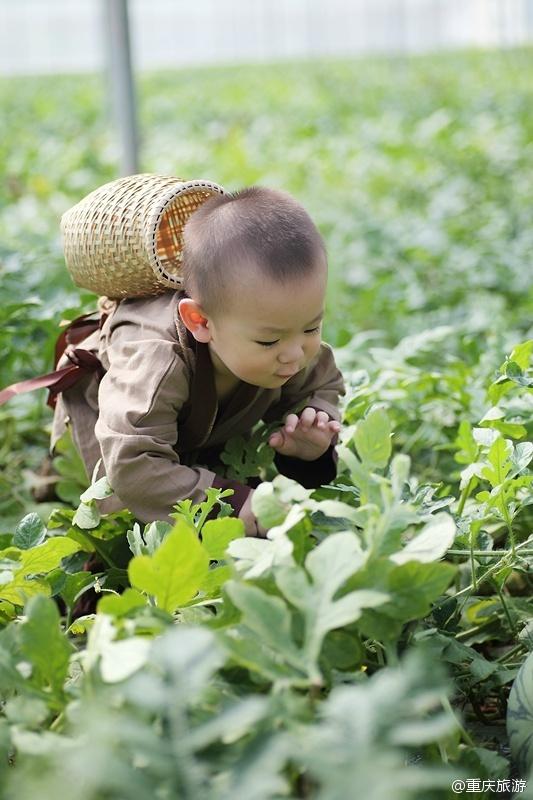 2歲萌娃吆喝自家西瓜 這個“瓜娃子”要火?。ńM圖）