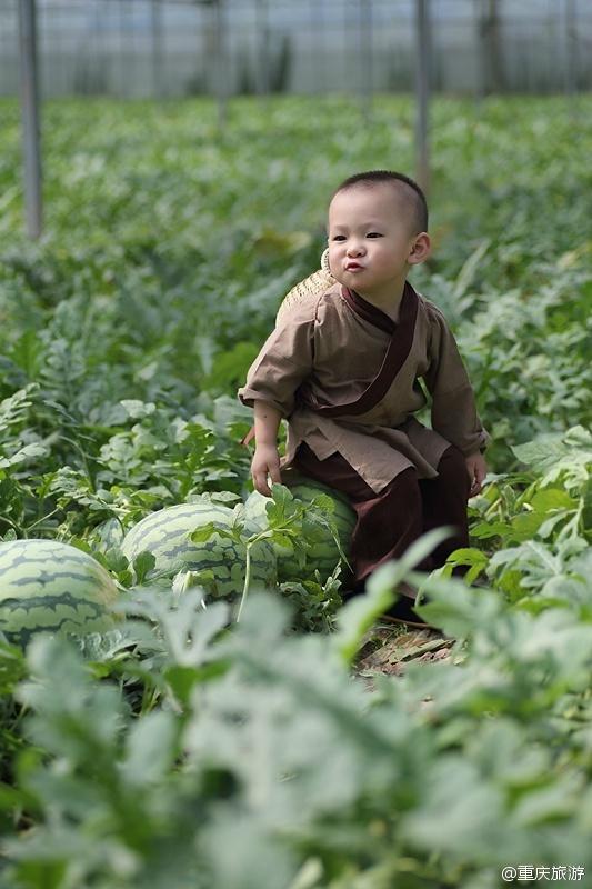 2歲萌娃吆喝自家西瓜 這個“瓜娃子”要火?。ńM圖）