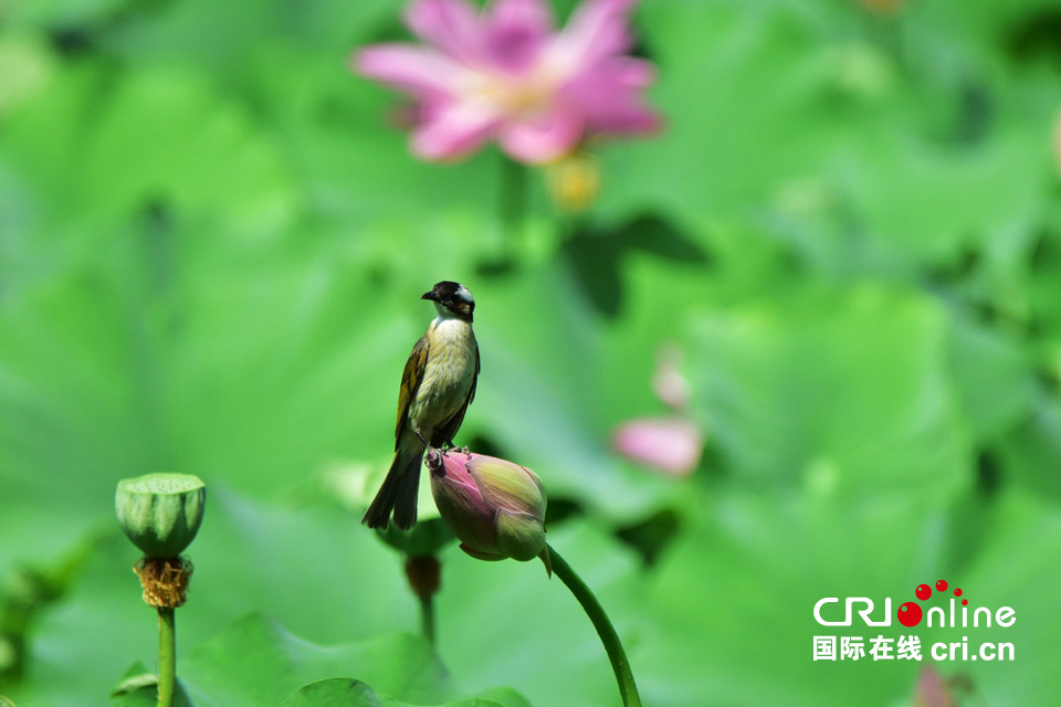 這組圖，能讓你在炎熱的夏季里瞬間清涼起來