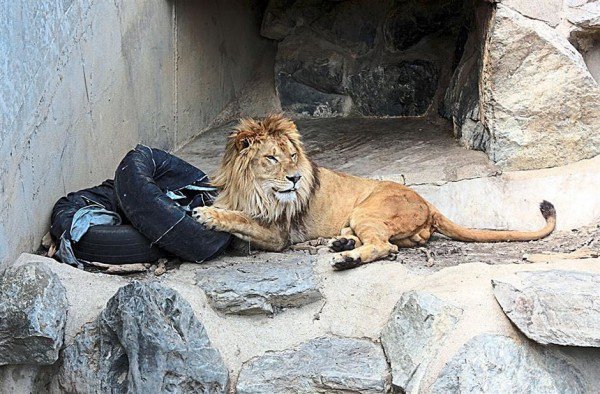 日本推出一款由獅子操刀設(shè)計(jì)的“動物園牛仔褲”