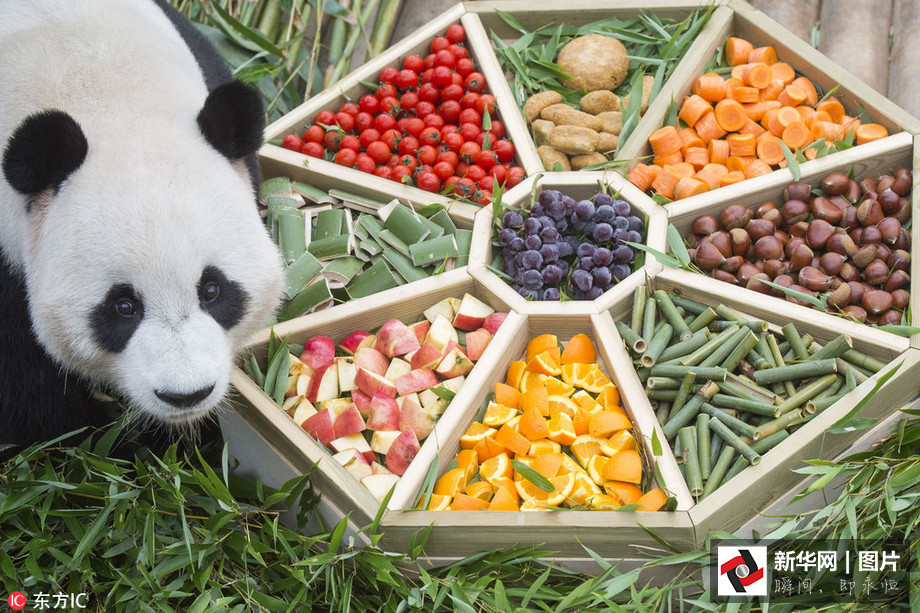 吃得開心！韓國(guó)動(dòng)物園大熊貓?zhí)崆跋硎芄?jié)日大餐（組圖）