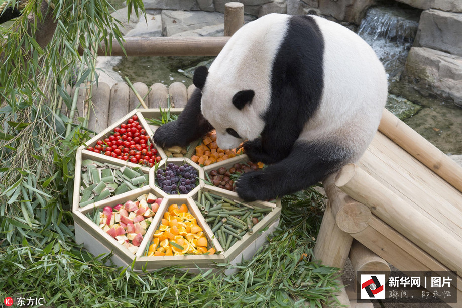 吃得開心！韓國動物園大熊貓?zhí)崆跋硎芄?jié)日大餐（組圖）